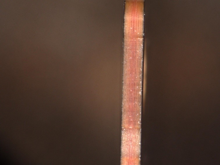 인라인 고속 정밀 레이저 라우터